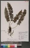 Polystichum acutidens Christ OFտ