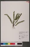 Asplenium trichomanes L. K