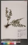 Asplenium laciniatum Don `K