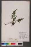 Asplenium ritoense Hayata yK