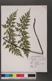 Asplenium neolaserpitiifolium Tard. -Blot & Ching j¬`K