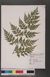 Asplenium neolaserpitiifolium Tard. -Blot & Ching j¬`K