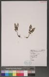Anogramma leptophylla (L.) Link A