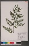 Asplenium neolaserpitiifolium Tard. -Blot & Ching j¬`K