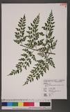 Asplenium neolaserpitiifolium Tard. -Blot & Ching j¬`K