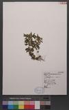 Lycopodium serratum Thunb. var. longipetiolatum Spring `dh