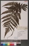 Ctenitopsis kusukusensis (Hayata) C. Chr. ex Tard. Blot & C. Chr. hؤ