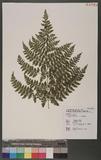 Dryopteris psilosora Tagawa Ƹտ