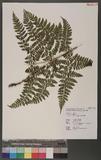 Dryopteris psilosora Tagawa Ƹտ