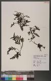 Crepidomanes birmanicum (Bedd.) K. Iwats. تF~