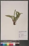 Woodsia polystichoides Eaton 