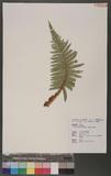 Polystichum parvipinnulum Tagawa yտ