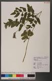 Osmunda japonica T...