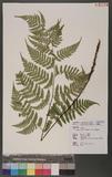 Dryopteris hendersoni (Bedd.) C. Chr. pc