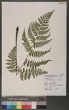 Dryopteris squamiseta (Hook.) Ktze. s