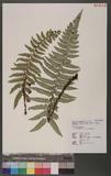 Polystichum prionolepis Hayata տ