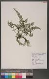 Asplenium tenuifolium Don K