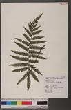 Thelypteris japonica (Bak.) Ching ߬`P