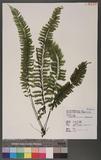 Asplenium cheilosorum Kunze ex Mett. ճK