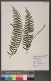 Asplenium cataractarum Rosenst K