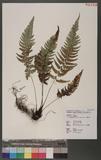 Polystichum tsus-simense (Hook.) J. Sm. տ