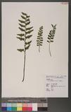 Asplenium planicaule Wall. ex Hook. ׸K