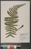 Dryopteris atrata (Wall.) Ching 