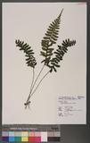 Asplenium subnormale Copel. pK