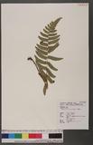 Dryopteris decipiens (Hook.) Kuntze gH