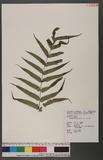 Goniophlebium argutum (Wall.) J. Sm. s