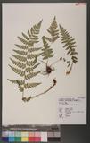 Dryopteris chrysocoma (Christ) C. Chr. 