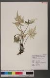 Cheilanthes argentea (Gmel.) Kunze `I