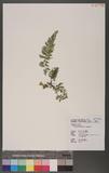 Asplenium tenuifolium Don K