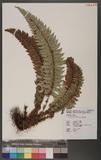 Polystichum neolobatum Nakai wտ