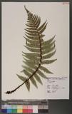 Dryopteris sp.