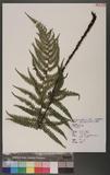 Dryopteris sp.