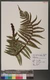 Dryopteris wallichiana (Sprengel) Alston & Bonner ˤ