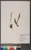 Woodsia polystichoides Eaton 