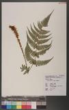 Dryopteris hypophlebia Hayata `s