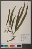 Lepisorus morrisonensis (Hayata) H. Ito ɤs˸