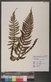 Polystichum piceopaleaceum Tagawa տ