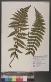 Dryopteris transmorrisonensis (Hayata) Holttum & Edwards ɤs