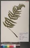 Dryopteris sp.