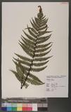 Dryopteris sp.