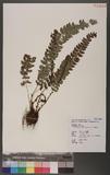 Polystichum nepalense (Sprengel) C. Chr. nտ