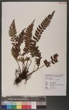 Polystichum falcatipinnum Hayata Iտ