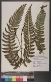 Polystichum falcatipinnum Hayata Iտ