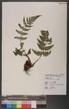 Dryopteris hypophlebia Hayata `s