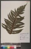 Polystichum kodamae Tagawa ɤտ