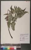 Dryopteris squamiseta (Hook.) Ktze. s